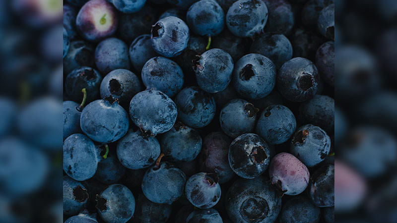Detectan bacteria mortal en arándanos distribuidos en Estados Unidos  