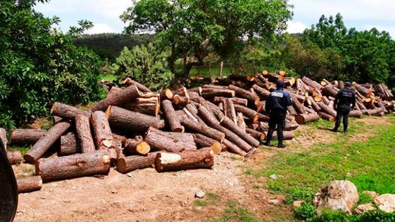 Sujeto es investigado por autoridades federales, por tala clandestina en Tangamandapio, Michoacán