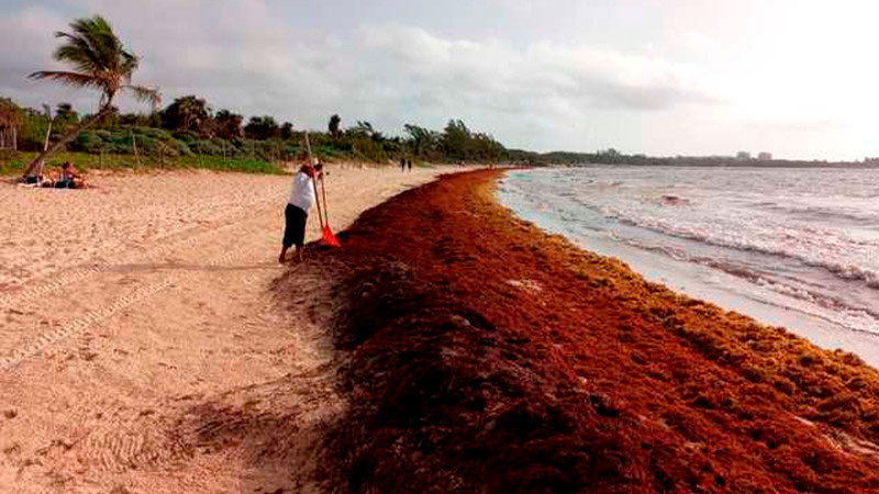 Han sido retiradas más de 80 mil toneladas de sargazo en el Caribe Mexicano 