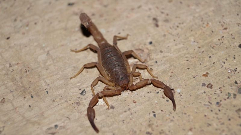 Registra Querétaro mil 172 picaduras de alacrán, araña violinista y viuda negra solo en 2025 