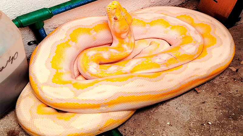 Protección Civil de Morelia captura serpiente dentro de domicilio 