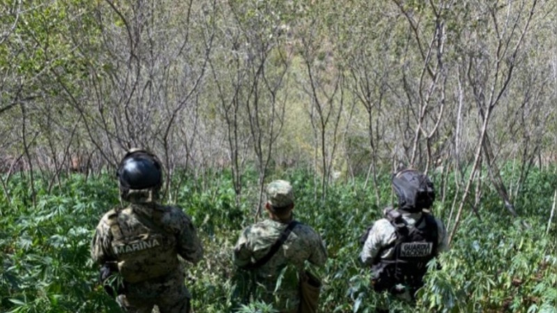 Más de 5 mil detenidos y casi 45 toneladas de estupefacientes aseguradas ha dejado la Operación Frontera Norte 