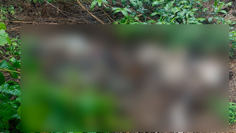 En Buenavista, Michoacán hallan osamenta humana