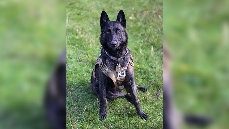 Han sido capacitados más de 600 perros para realizar labores de inspección; detectan sustancias ilegales o enfermedades  