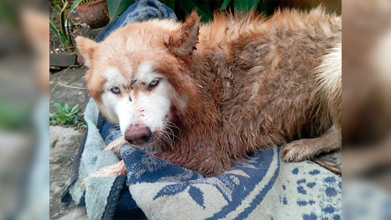 Vecinos denuncian  ataque a perrita en Villas del Fresno; exigen justicia 