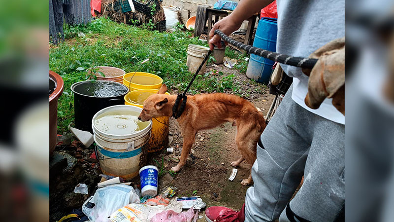 En Zitácuaro, Michoacán rescata la FGE a un perro en condiciones de maltrato 