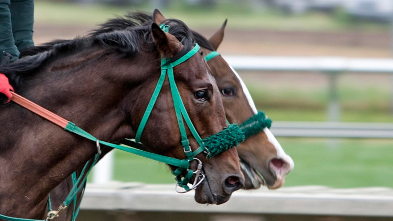 Más de mil ejemplares en la edición 2025 de la Carrera de Caballos de Taretan 