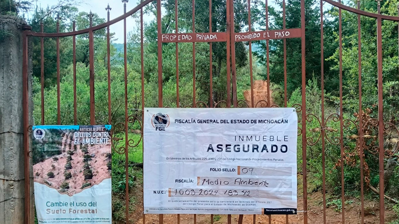Aseguran predio talado ilegalmente para plantío de aguacate, en Erongarícuaro, Michoacán 