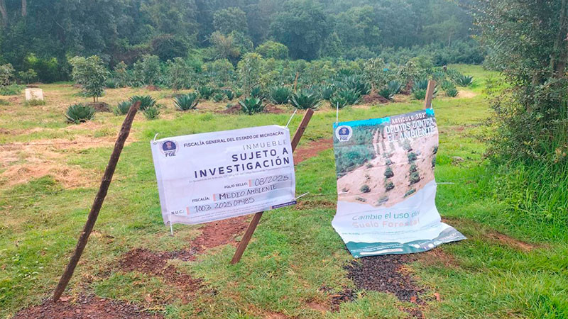 Aseguran en Acuitzio, Michoacán predio talado clandestinamente para siembra de maguey  