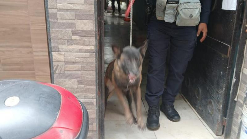 Aseguran 2 perros que atacaron a una mujer de la tercera edad en Uruapan, Michoacán 