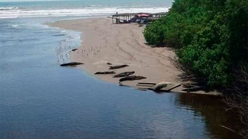 Indica Cofepris que algunas Playas de Lázaro Cárdenas no son aptas para vacacionar 