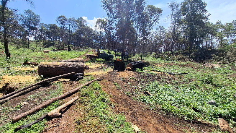 Golpe a la tala clandestina en Uruapan, Michoacán: aseguran predio y madera ilegal 