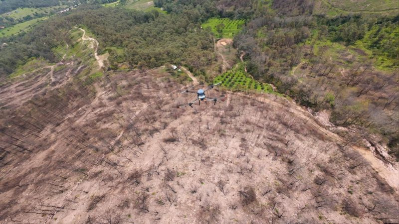 Así es la innovadora técnica de reforestación con drones para recuperar bosques michoacanos: Secma 