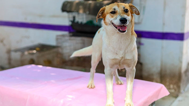 IMPA celebrará el Día Mundial del Perro con una caminata perruna y feria de adopción 