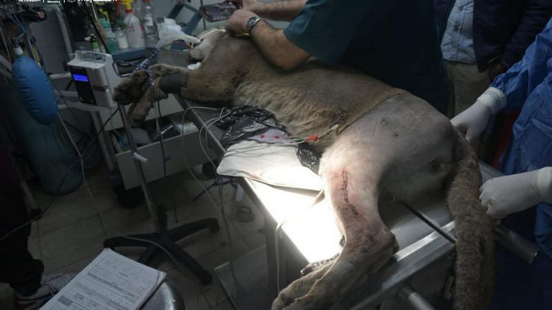 Puma rescatado en Pátzcuaro, Michoacán, se encuentra grave de salud 