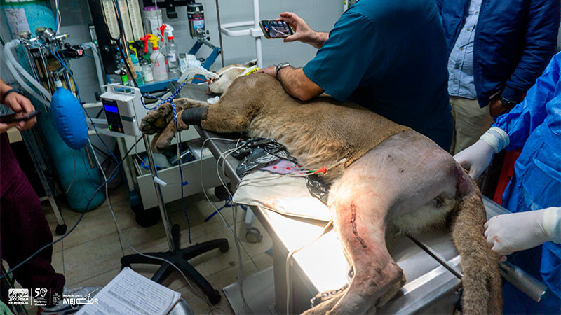 Fallece puma rescatado por Zoológico de Morelia y Profepa en Pátzcuaro 