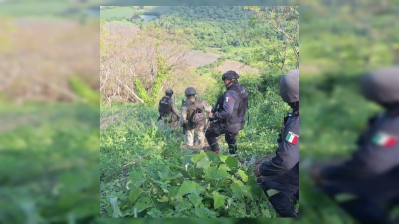 Desmantelan “nido de halcones” en zona serrana de Parácuaro, Michoacán  