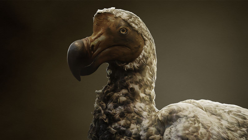 El dodo: la historia real del ave que la humanidad llevó a la extinción 