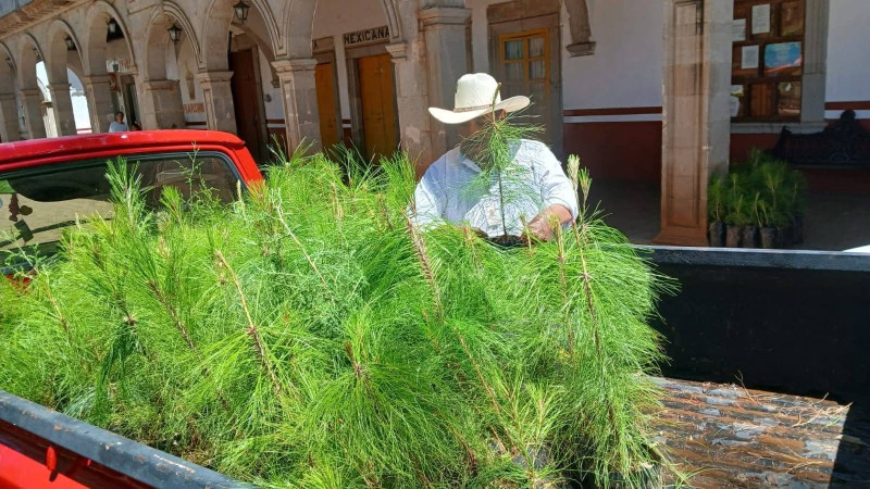 Impulsa Ayuntamiento de Morelos el cuidado del medio ambiente con acciones de reforestación 