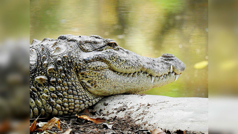 Busca Secma proteger a la población y a los reptiles en Lázaro Cárdenas 