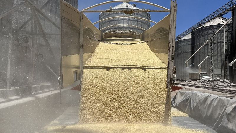 Alerta COUC por alza en importación de maíz 