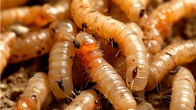 Brotes de gusano barrenador se extienden por 19 municipios de Yucatán; reportan 47 nuevos casos 