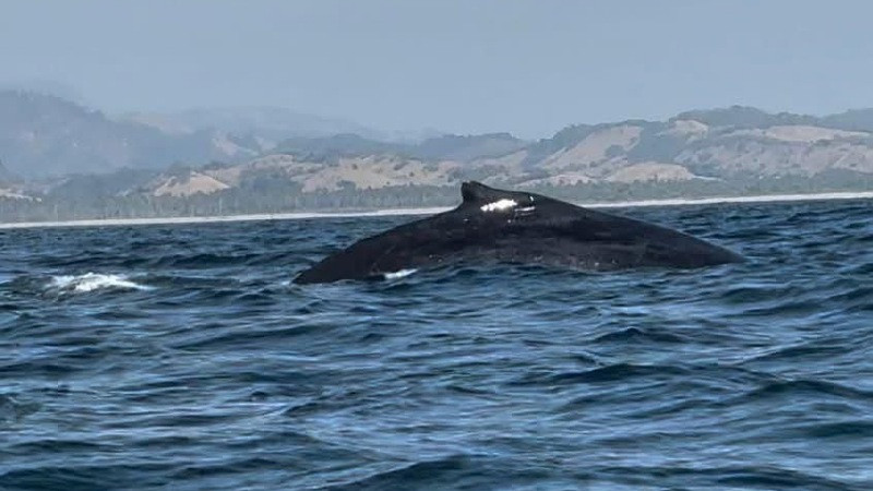 Avistamiento de ballenas en Michoacán será bajo norma oficial de Semarnat: Bedolla 