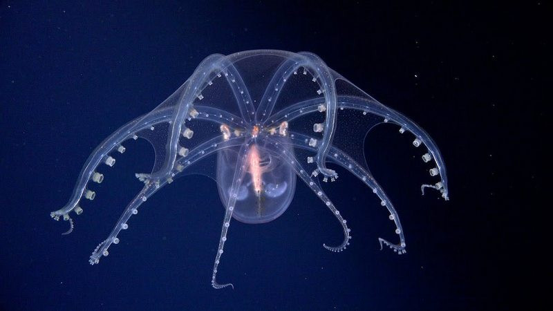 El CONICET transmite en vivo una expedición inédita en las profundidades del Atlántico argentino 