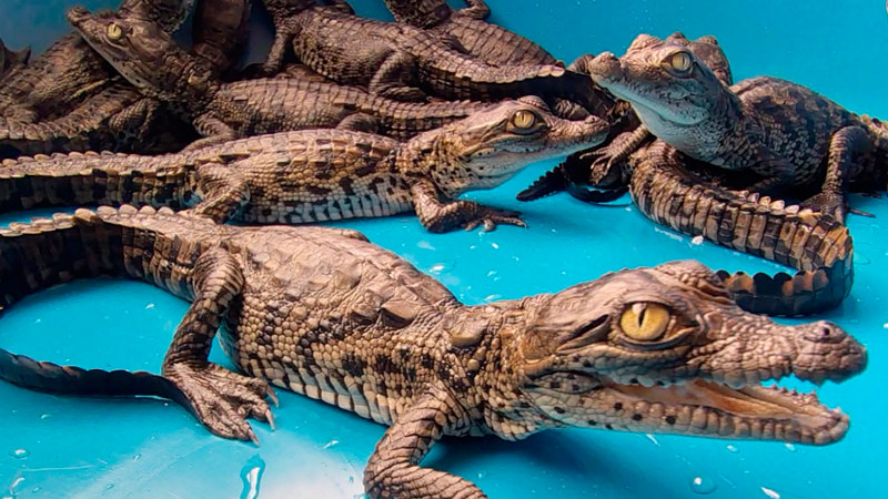 En Lázaro Cárdenas, Michoacán, aseguran a 15 crías de cocodrilo americano  