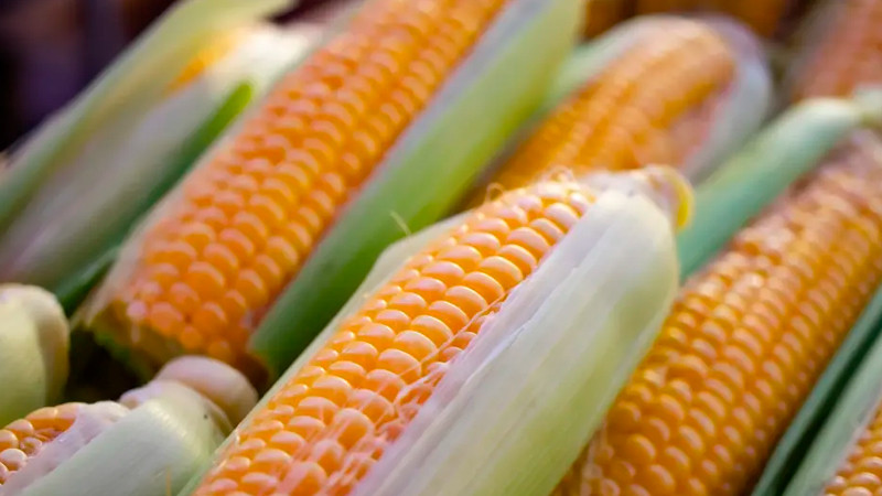 Aranceles de EEUU pueden provocar "catástrofe alimentaria" advierten agricultores 