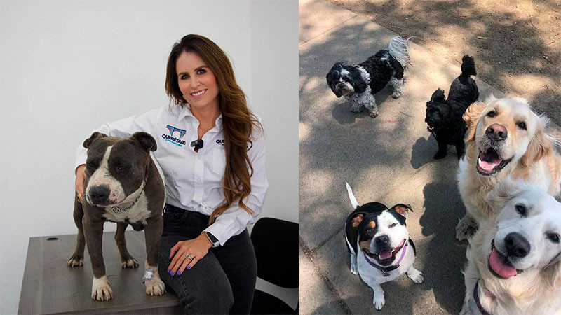 Por malas prácticas, han separado de su cargo a 7 personas de la Secretaría de Bienestar Animal del municipio de Querétaro  