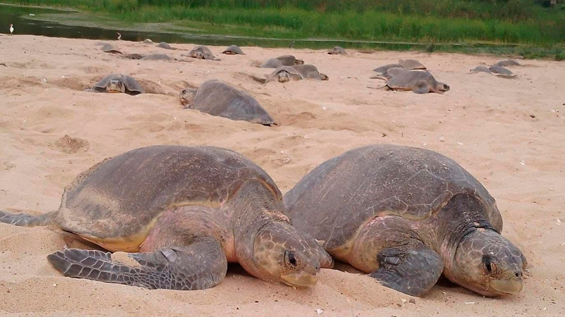 Comienzan arribazones masivas de tortugas marinas en Michoacán: Compesca 