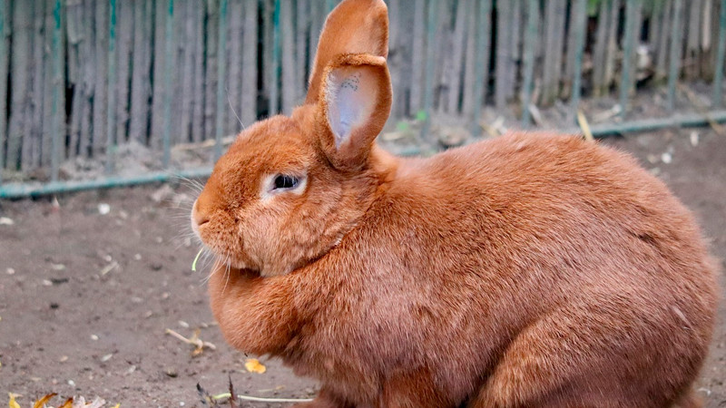 Zoológico de Dinamarca pide a la gente que done a sus mascotas para alimentar a depredadores 