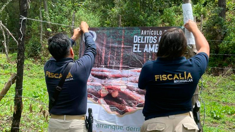 En Madero, Michoacán aseguran predio talado clandestinamente para siembra de aguacate  