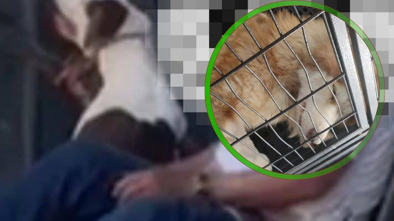 Investigan a hombre de la tercera edad por abusar sexualmente de una perrita en Morelia; crueldad animal al alza 