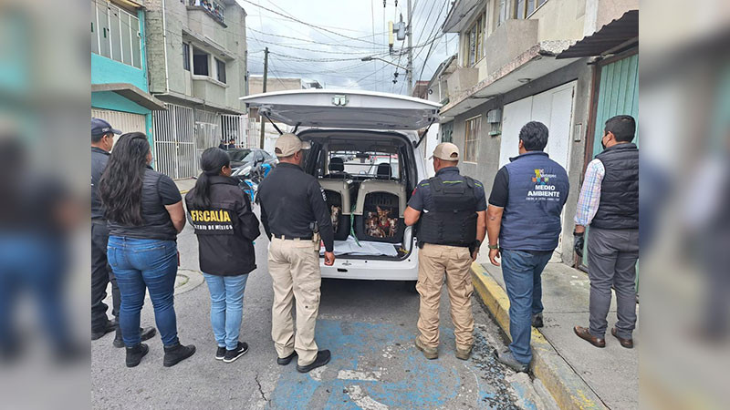 Rescatan a 36 perros que sujeto tenía viviendo en condiciones deplorables en Metepec, Estado de México  