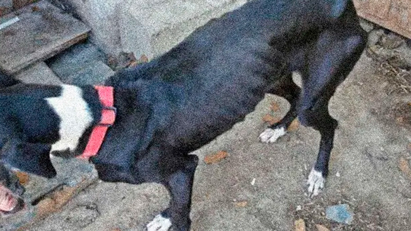Encuentran a más de 30 perros muertos de hambre en finca de España; rescatan varios más con desnutrición 