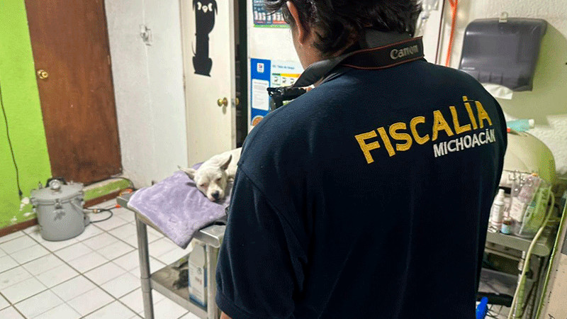 FGE da inicio a la carpeta de Investigación para esclarecer el caso del perro que fue víctima de maltrato animal al interior del ICATMI 