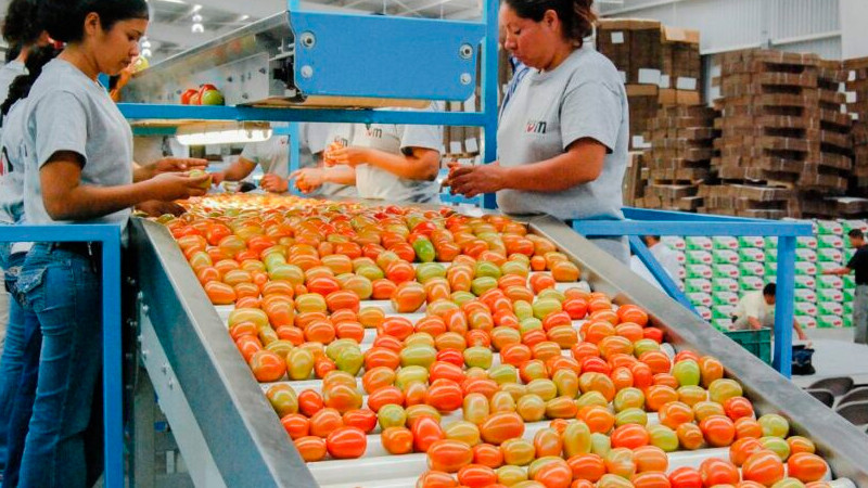 Gobierno fija precios mínimos para la exportación de jitomate 