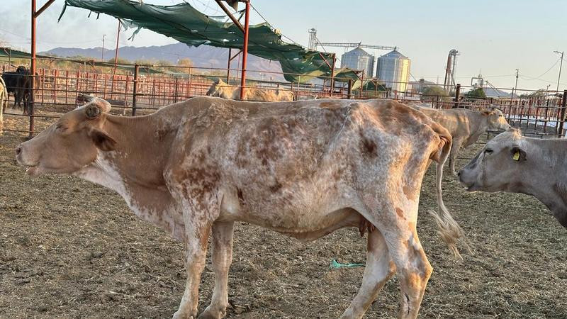 Impacta presencia del gusano barrenador en costos de producción y precio de la carne 