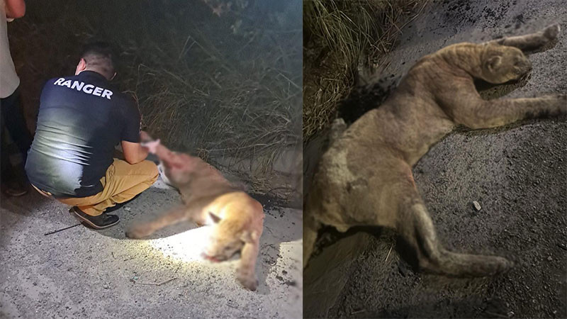 Encuentran puma sin vida en la Carretera Nacional de Nuevo León 
