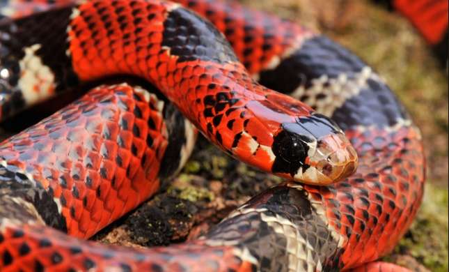 Desarrolla UNAM anticonceptivo masculino con veneno de serpiente 