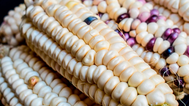 México registra récords en importación de granos; maíz y sorgo entre ellos 