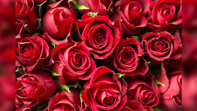 Aseguran cargamento de rosas con sustancias ilícitas valorado en más de 7 millones de dólares proveniente de México  
