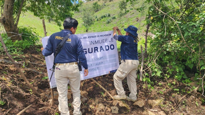 En Zacapu, Michoacán, aseguran dos precios talados para siembra de aguacate;  