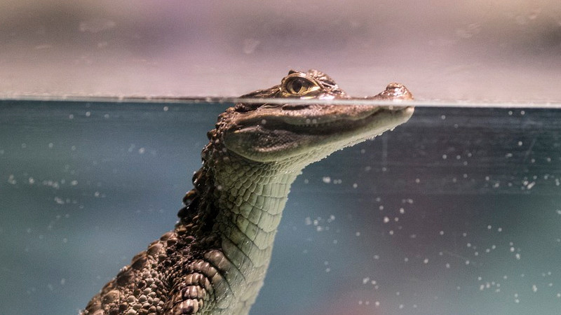 Investigan presunto robo de cocodrilo en zoo de Veracruz 