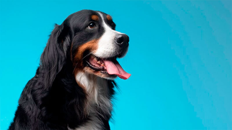 Aprueba el Congreso nueva reforma para la custodia de las mascotas en los divorcios en CDMX  