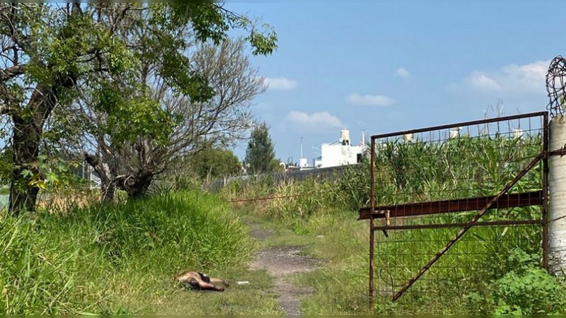 Hallan cadáver al interior de un predio de Zamora, Michoacán 