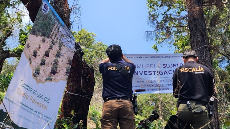 Aseguran en Pátzcuaro, Michoacán, predio talado para siembra de aguacate; preocupa práctica cada vez más común en el estado 
