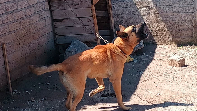 Rescatan a lomito en Cuitzeo, Michoacán; investigan presunto maltrato animal 